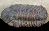 Bargain, Reedops Trilobite - Atchana, Morocco #43484-2